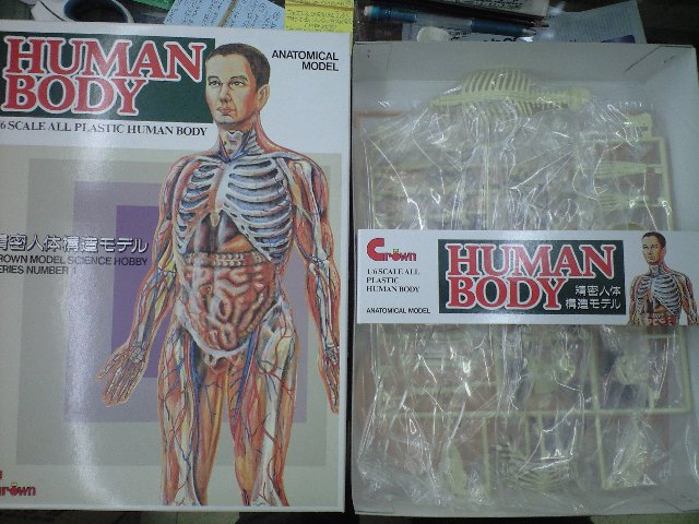 新商品 精密人体構造モデル HUMAN BODY 新品 fawe.org